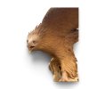 Socha Orel teak 153x130x256